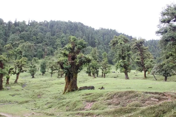 The Meadows Chopta Camp Stay Outdoors