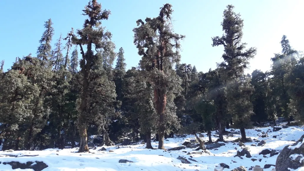 The Meadows Chopta Camp Stay Outdoors