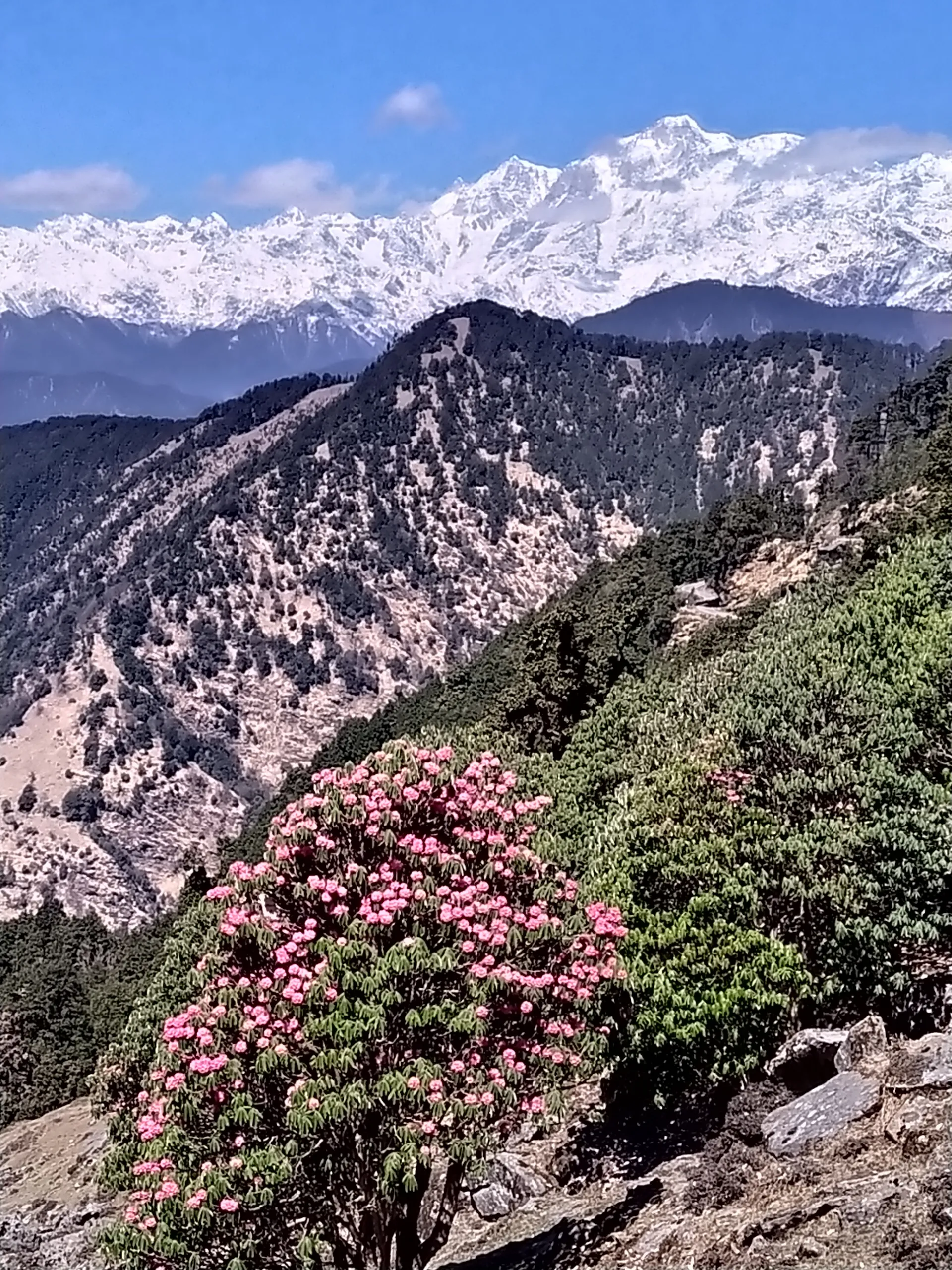 The Meadows Chopta Camp Stay Views