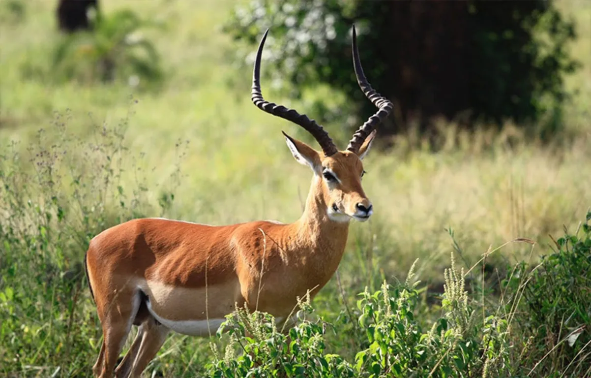  Namah Resort Jim Corbett, a member of Radisson Individuals Outdoors