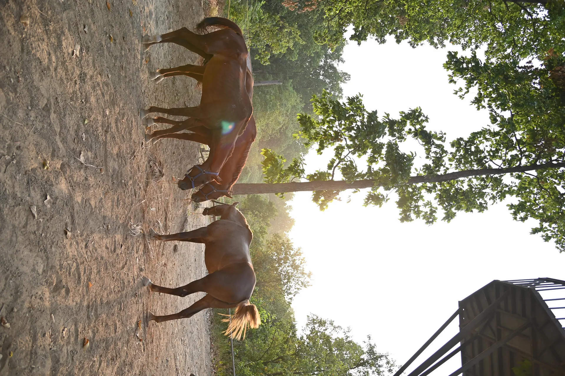 Saraca Resort & Spa Corbett Outdoors