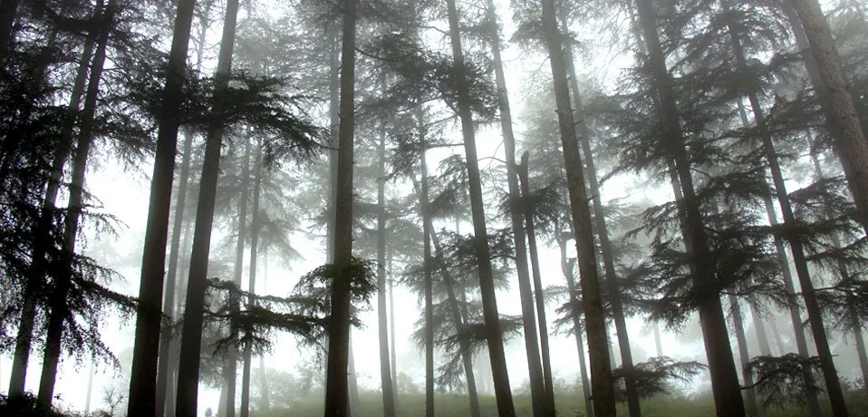 The Buransh Outdoors