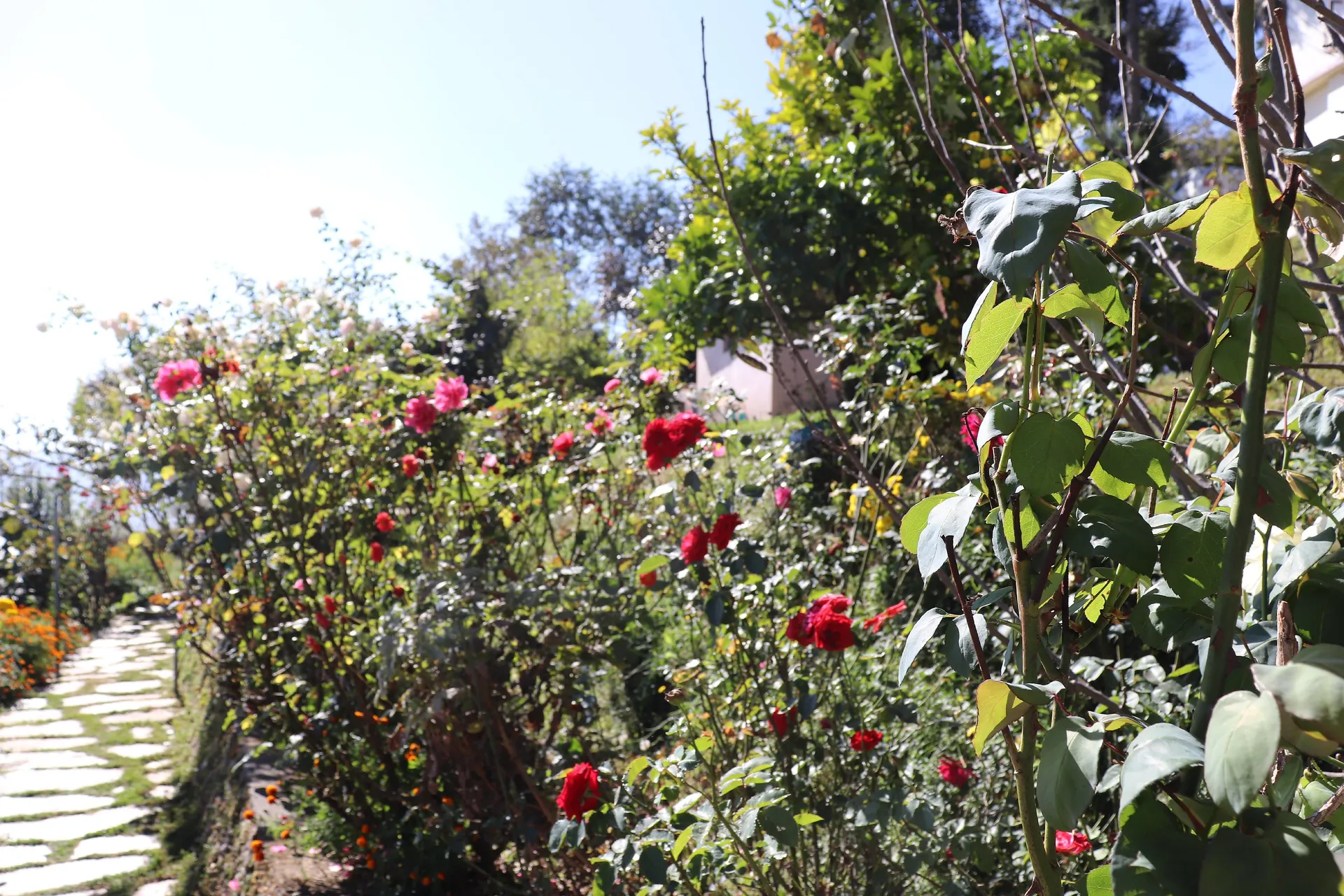 Trishul Orchard Resort Garden