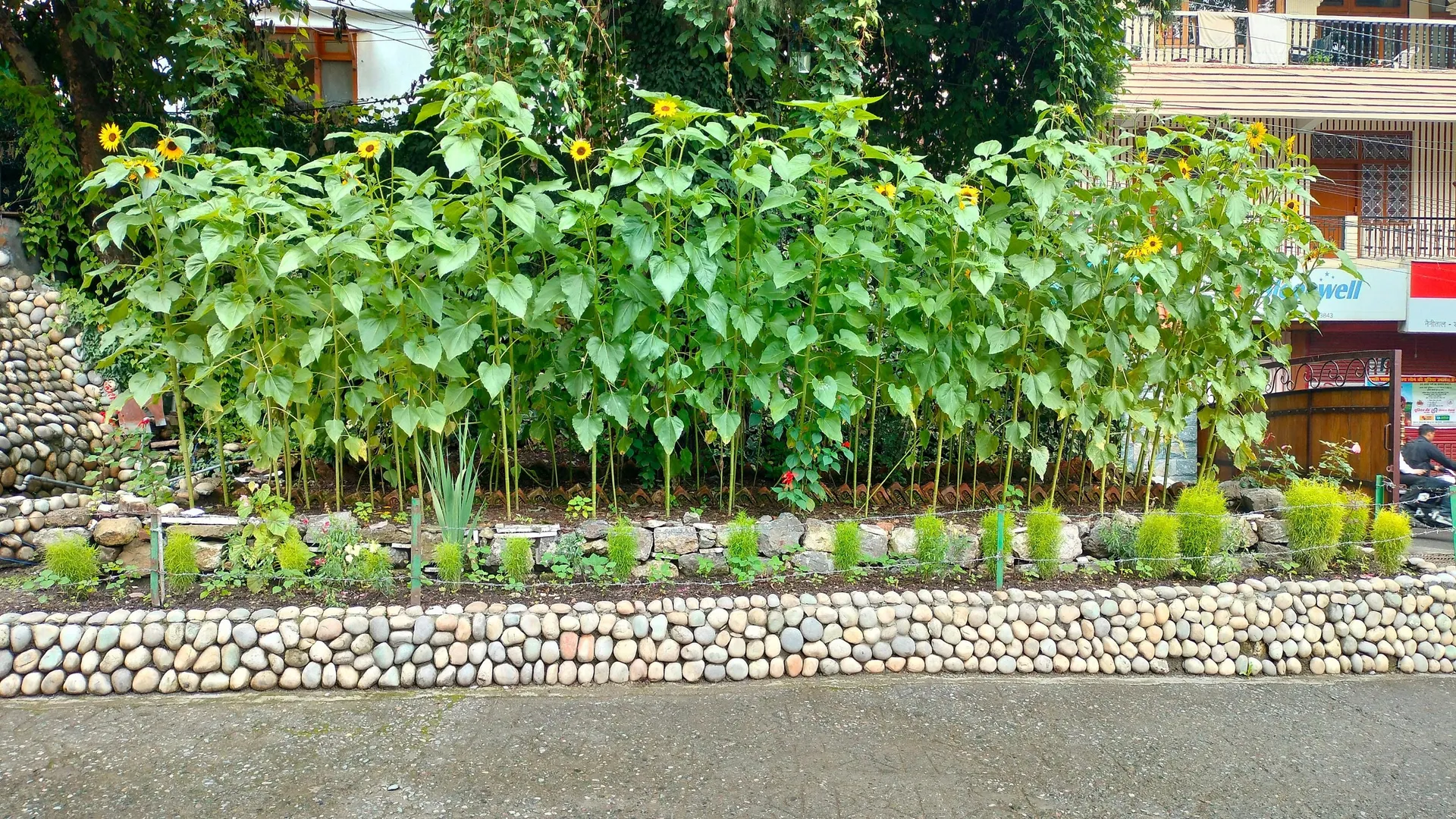 Royal Heritage by Harmony Hotels & Resorts Garden