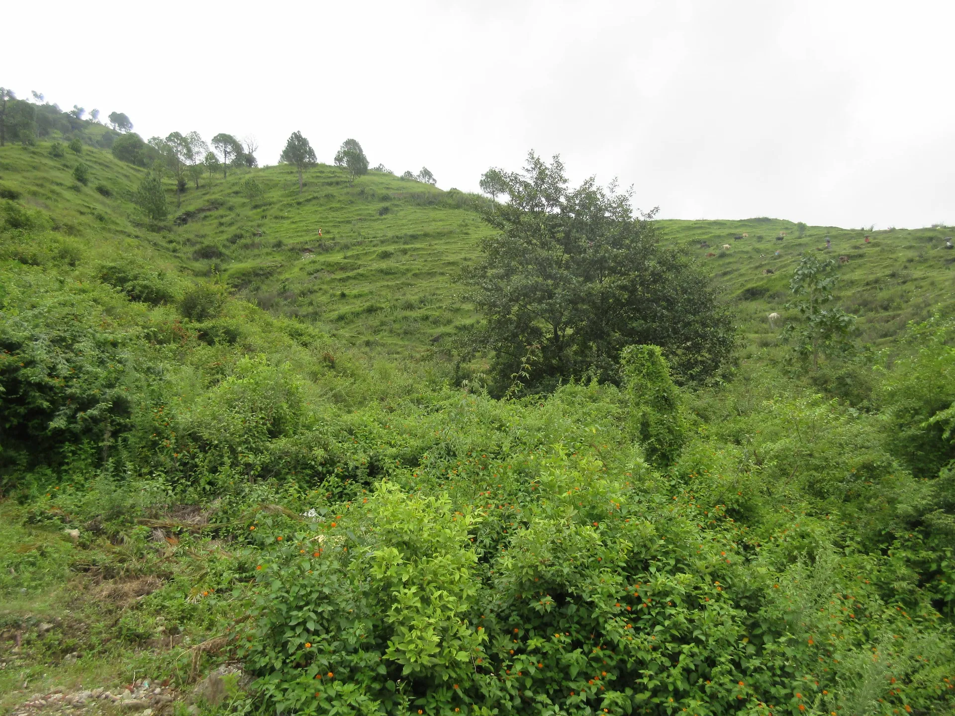 Shivani Foods and Resort Views